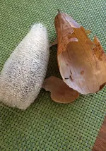 Luffa3.webp