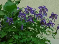 image.webp