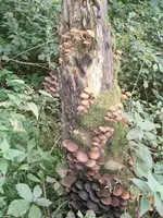 PA030559.webp