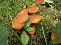 PA030560.webp