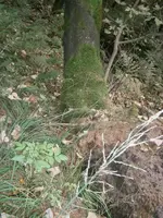 PA030570.webp