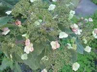 016.webp