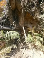 PA030583.webp