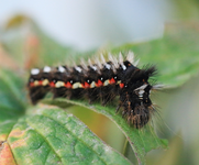 Ampfer-Rindeneule_Raupe3_640.webp