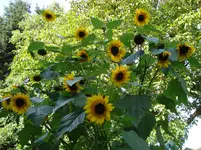 DSC04644.webp