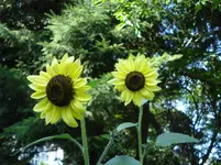 DSC04650.webp