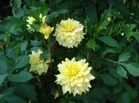 DSC04653.webp