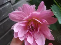 DSC04666.webp