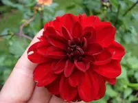 DSC04676.webp