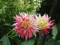 DSC04681.webp
