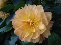 DSC04679.webp