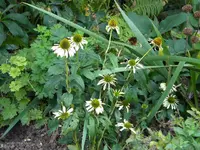 DSCN0059.webp