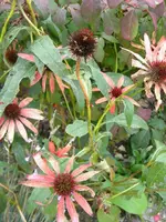 DSCN0060.webp