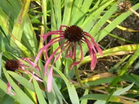 DSCN0061.webp