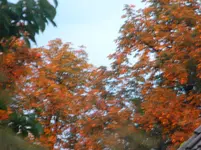 DSCN9901.webp