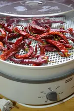 chili0.webp