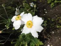 Bilda131.webp