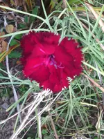 IMG_20151003_150103.webp