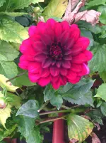 IMG_20151003_145815.webp