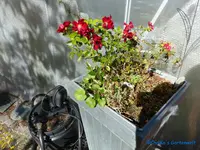 comp_P1250766.webp