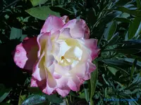comp_P1250771.webp