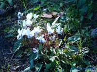 comp_P1250774.webp