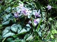 comp_P1250777.webp