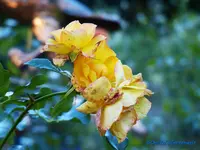 comp_P1250802.webp