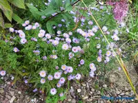 comp_P1250812.webp