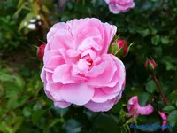 comp_P1250813.webp