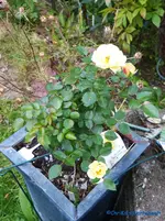 comp_P1250814.webp