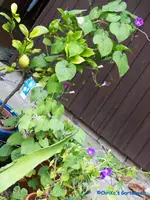 comp_P1250817.webp