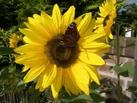 IMGP8225.webp