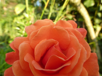 P1530989.webp