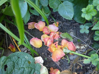 P1530550.webp