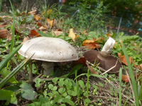 P1530273.webp