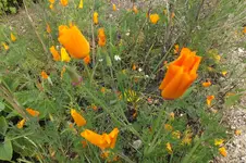 DSCF3696.webp