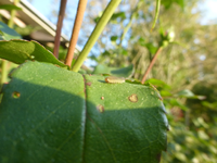 P1540014.webp