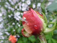 P1540105.webp