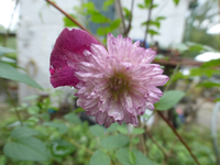 P1540109.webp