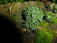 P1210116.webp