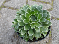 P1320276.webp