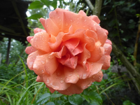 P1540130.webp