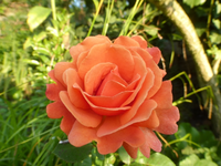 P1530987.webp