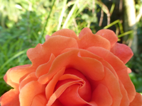 P1530990.webp
