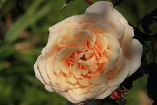 Caramella_Blüte_gelb_grün_Detail_makro_640.webp