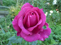 P1540242.webp