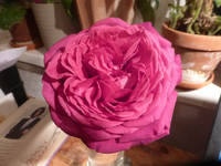 P1540261.webp