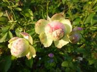 P1530934.webp