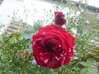 P1540218.webp